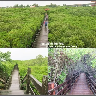 新豐紅樹林生態保護區。漫步龍貓綠色隧道