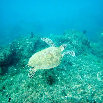 【小琉球浮淺】永春浮淺 遇見大海龜 與藍色海洋的美麗約會