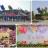 2018花在彰化溪州公園 照片