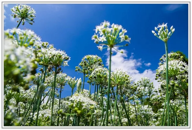 大溪中新里韭菜花田